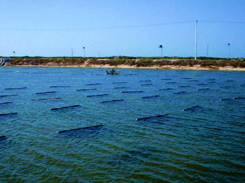 Feeding units installed across a pond